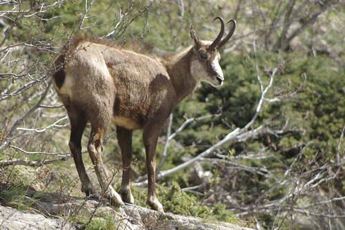 chamois