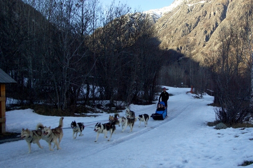 chien traineau