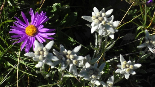 edelweiss