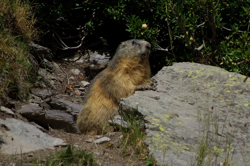 marmotte