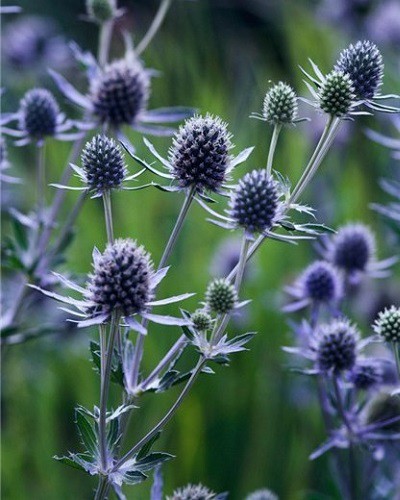 fleurs panicauts